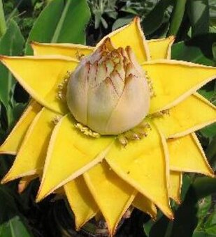 Banánovník lotosový