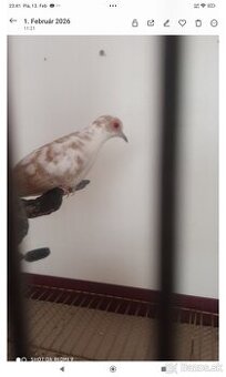 Holúbky diamantove straky