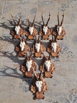 Srnčie trofeje na drevených podložkach,trofeje, parozie