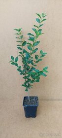 Vtáčí zob - Ligustrum vulgare Atrovirens - živý plot - 1