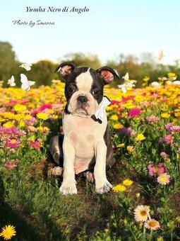 Boston Terrier