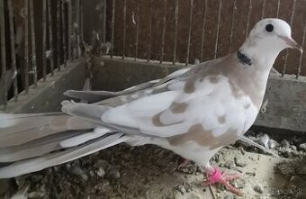 Predám chichotavé hrdličky : - 1