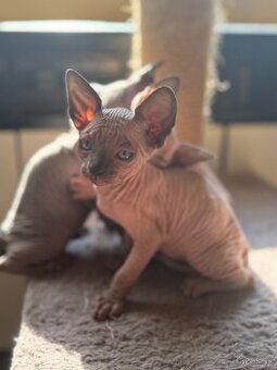 Sphynx mačiatka