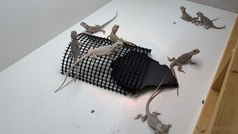 Agama bradatá- Zero