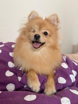 Pomeranianka