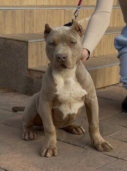 ŠTENIATKA AMERICAN BULLY XL/XXL