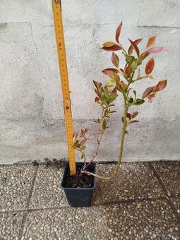 Čučoriedka  kanadská