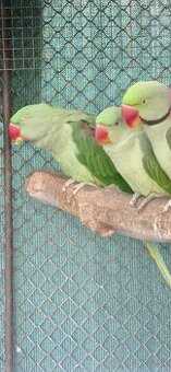 Predám Alexander Veľký