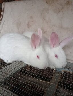 Predám králiky