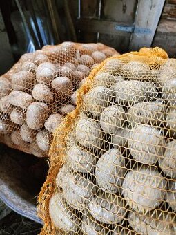 Domáce zemiaky pestované na maštaľnom hnoji akcia 0,60€