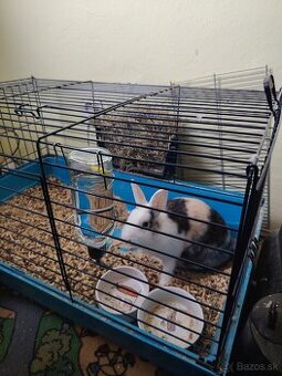 Predám Zakrsli zajac s klietkou