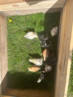 Predám brahmanky – 3 týždňové kuriatka