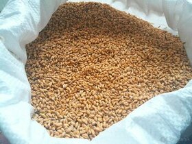 Pšenica pestovaná bez chémie