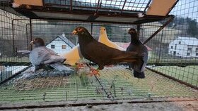 poštové holuby - 1