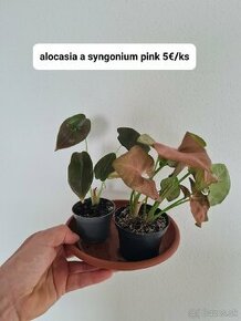 Izbové rastliny - alocasia , monstera