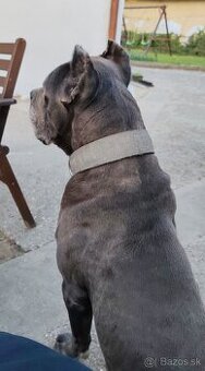 Darujeme fenku Cane Corso