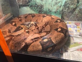 Boa Constrictor