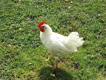 Predám kohúta Leghorn