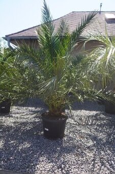 Phoenix Canariensis 45lt