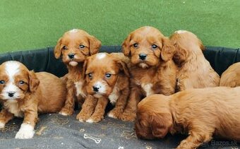 Cavapoo