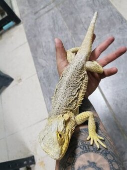 Agamy