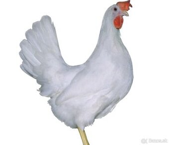 NOSNICE DOMINANT LEGHORN D229