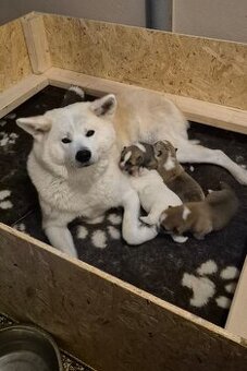 Akita Inu - šteniatka s rodokmeňom