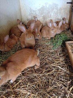 Burgundský králik predaj