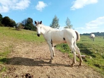 100% Appaloosa hřebeček