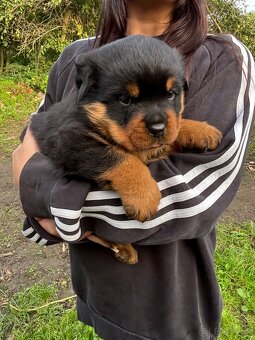 Rottweiler, rotvajler, rtw