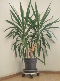 Izbova rastlina Juka