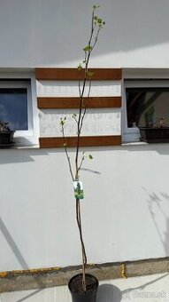 Ľaliovník tulipánokvetý "Arnold" 190 cm