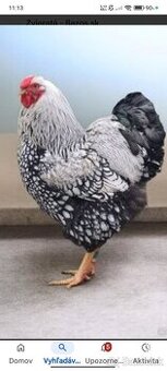 Kúpim kohúta wyandotka