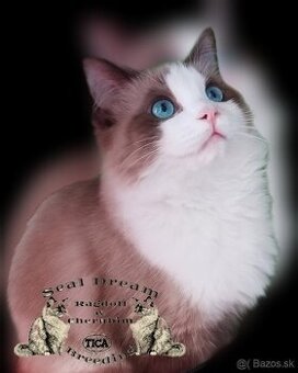 Ragdoll & Cherubim Pedigree