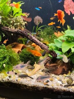 Živorodky, gupky, mečúne, Molly, pancierníky a prísavníky