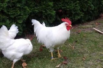 Násadové vajcia Leghorn