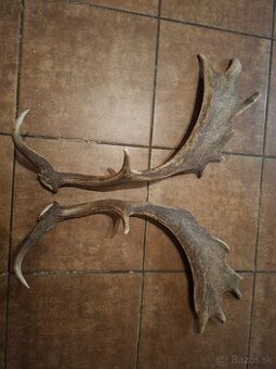 parohy,parozie, zhody,daniel