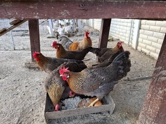 Vlaška rodofarebná