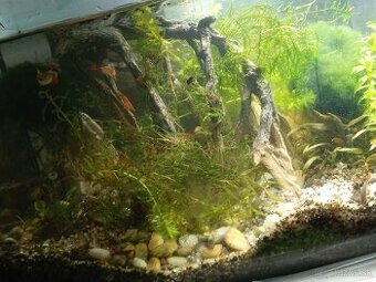 Predám MINI Aquarium = Wabikusa bez techniky