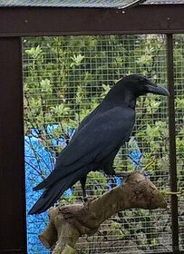 Krkavec čierny, Corvus corax