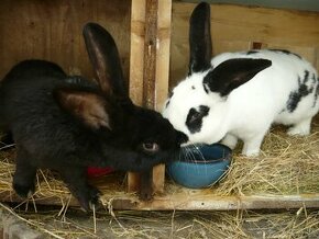 Krásne zajky na chov pár. Strakatá samička + čierny samček.