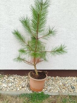 Borovica čiera - 6 rokov 100cm