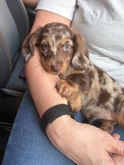 Jazvecik Chocolate Harlqequin Long Hair