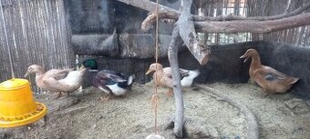Kačacie nasadové vajcia