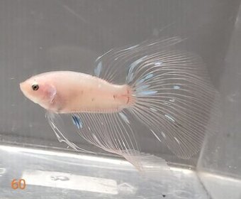 Bojovnica, betta, samec - 1