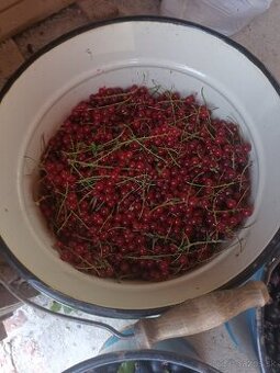 Predám ribezle 4€kg