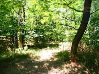 NA PREDAJ: Pozemok (rekreačný) 1000m2, možnosť výstavby chat