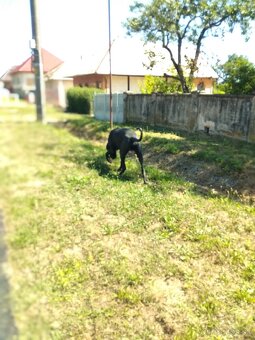 Stráženie