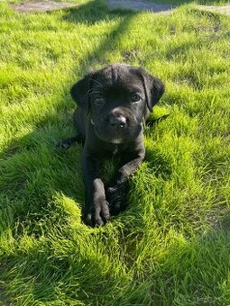 Cane corso