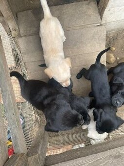 Darujem šteniatka - miešaný labrador